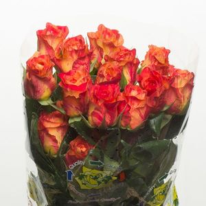 ROSE BUTTERFLY 50